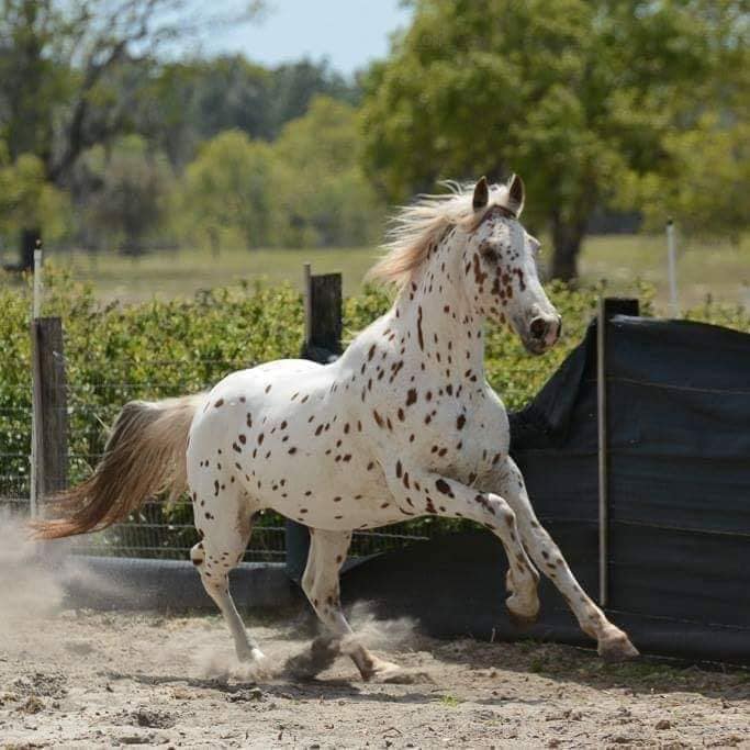 Knabstrupper Stallions At Stud